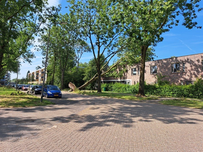 NOC-Poly- omgewaaide boom in de Vrouwenzandstraat in de wijk Wheermolen
